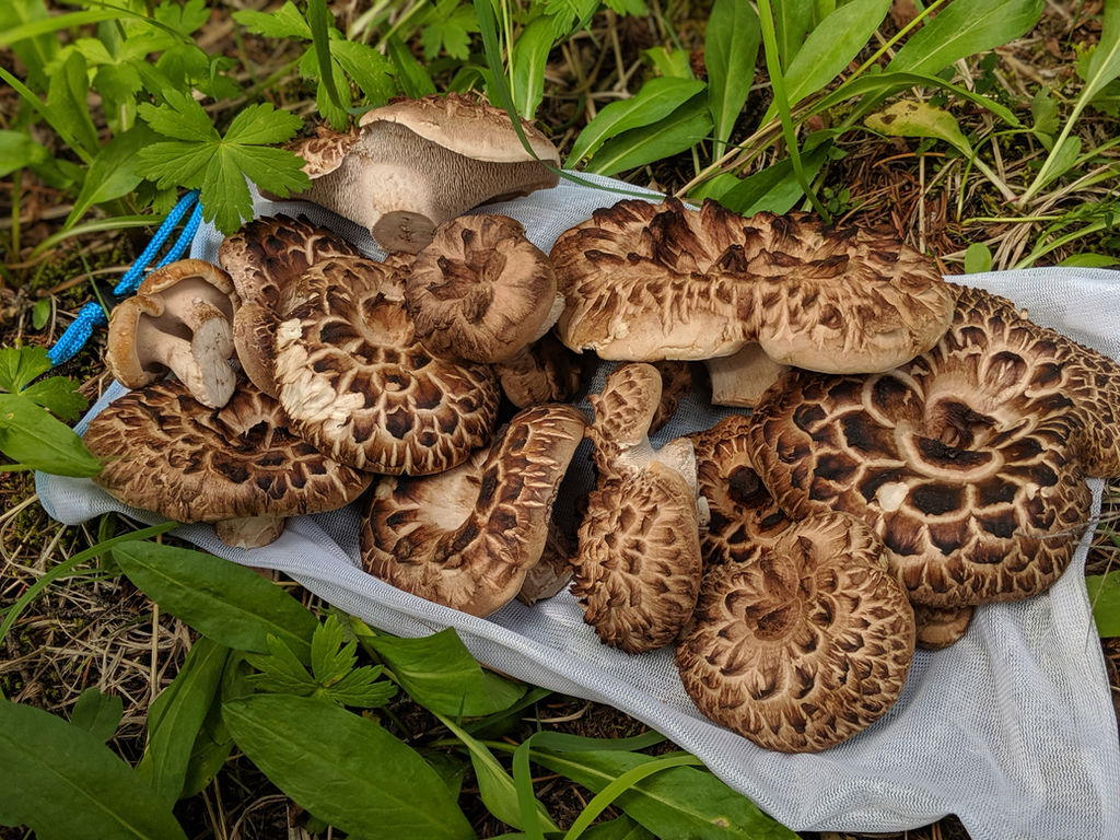 Hawks Wing Mushroom Recipe